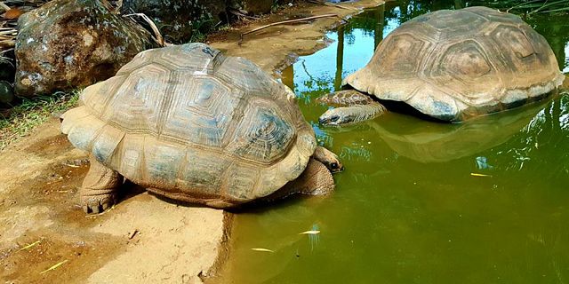 Themed adventure packages at crocodile giant tortoises park  (9)